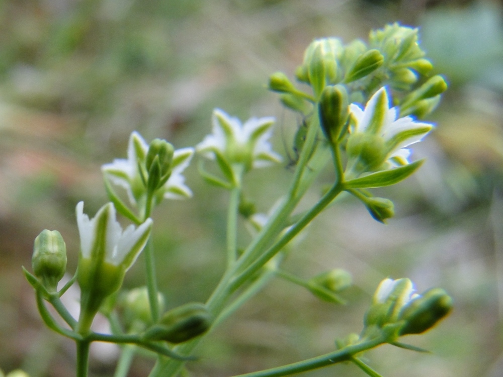 Thesium bavarum  / Linaiola bavarese